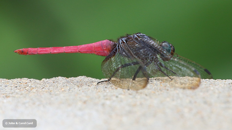 J17_2951 Orthetrum chrysis male.JPG